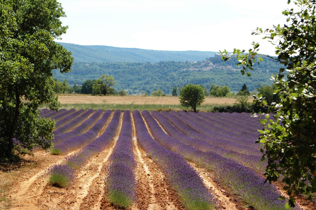 champs de lavandes en Provence